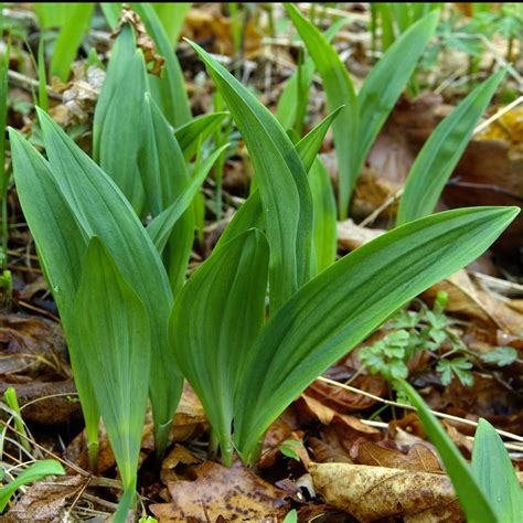 Ramps ~ Identifying & Foraging Wild Leeks (Allium tricoccum)